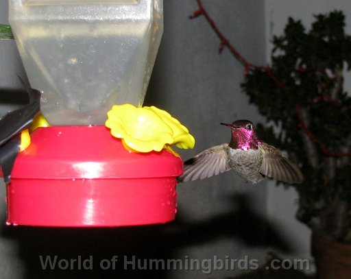 Hummingbird Photo: IMG_0089