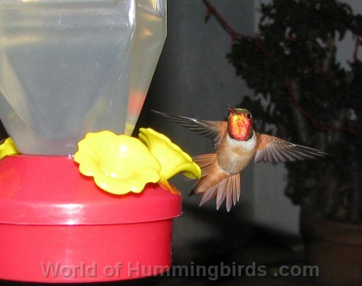 Hummingbird Photo: IMG_0104