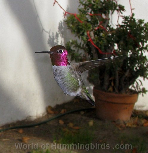 Hummingbird Photo: IMG_0117