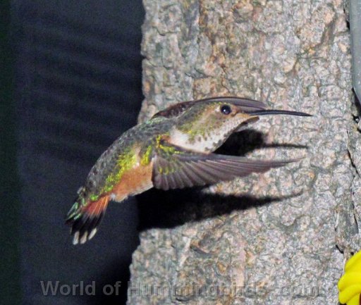 Hummingbird Photo: IMG_0466