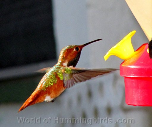 Hummingbird Photo: IMG_0561