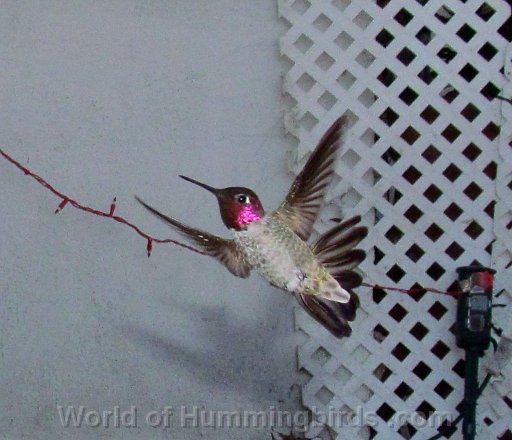 Hummingbird Photo: IMG_0706