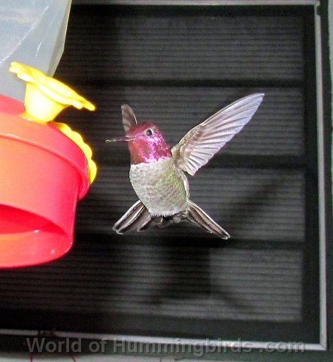 Hummingbird Photo: IMG_0761