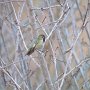 Hummingbird Photo: 001