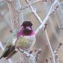 Hummingbird Photo: 002