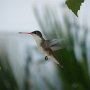 Hummingbird Photo: 025