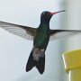 Hummingbird Photo: 030