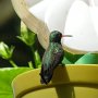 Hummingbird Photo: 055