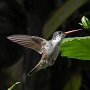 Hummingbird Photo: 056