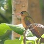Hummingbird Photo: 080