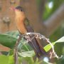 Hummingbird Photo: 101
