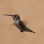 Hummingbird Photo: 5