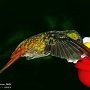 Hummingbird Photo: DeepSucking