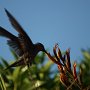 Hummingbird Photo: DSC01841