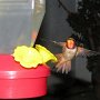 Hummingbird Photo: IMG_0104