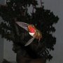 Hummingbird Photo: IMG_0105