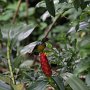 Hummingbird Photo: IMG_0264