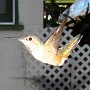 Hummingbird Photo: IMG_0652
