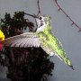 Hummingbird Photo: IMG_0698