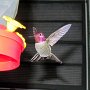 Hummingbird Photo: IMG_0761