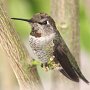 Hummingbird Photo: IMG_9465