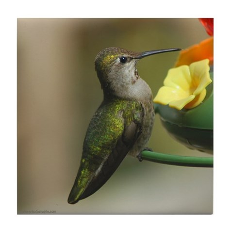 Hummingbird at the Feeder  Animals Tile Coaster by CafePress